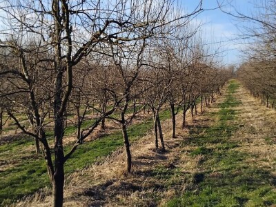 Rezidba voća Rezidba voća