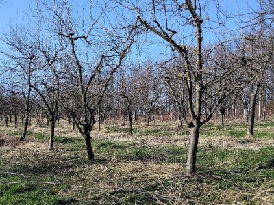 Rezidba voća Rezidba voća