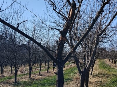 Rezidba voća Rezidba voća