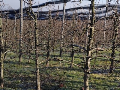Rezidba voća Rezidba voća