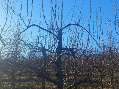 Rezidba vrhova krušaka Rezidba vrhova krušaka