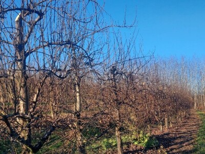 Rezidba vrhova krušaka Rezidba vrhova krušaka