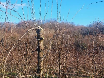 Rezidba vrhova krušaka