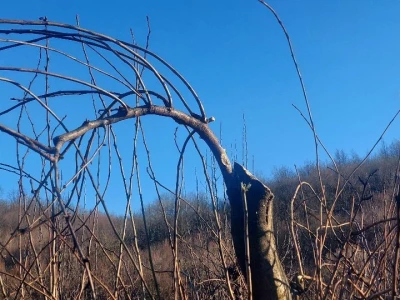 Rezidba vrhova krušaka
