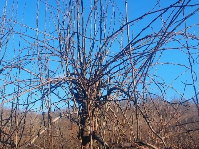 Rezidba vrhova krušaka