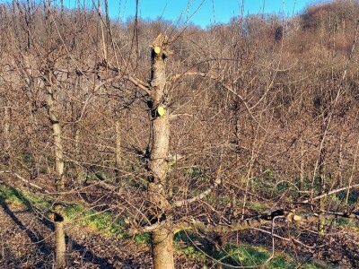 Rezidba vrhova krušaka Rezidba vrhova krušaka