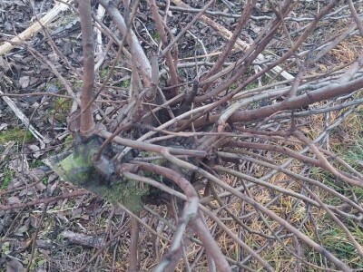 Rezidba vrhova krušaka Rezidba vrhova krušaka