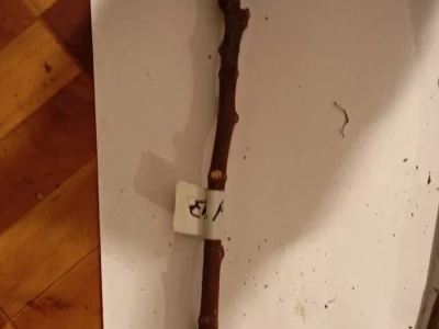 Reznice Smokava