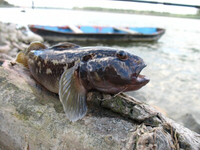 Glavoč okrugljak Neogobius melanostomus Glavoč okrugljak Neogobius melanostomus