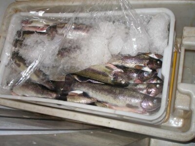 Folija između ribe i leda