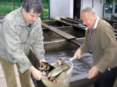 Vrhunska pastrva Teskeredžić i Malenica