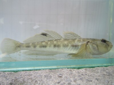 Riječni glavoč, Neogobius fluviatilis, Foto M. Piria i Goran Jakšić Riječni glavoč, Neogobius fluviatilis, Foto M. Piria i Goran Jakšić