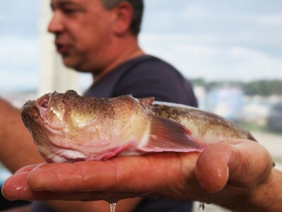 Manifestacija - Dani orade i kalamara u Ližnjanu