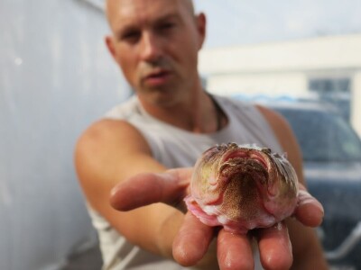 Manifestacija - Dani orade i kalamara u Ližnjanu
