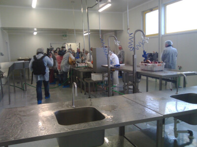 Tvornica ribe u Čačincima