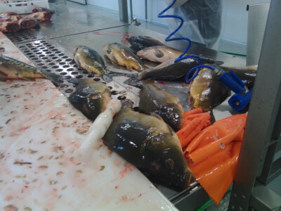 Tvornica ribe u Čačincima