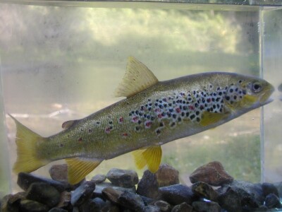 Endemska mekousna pastrva Salmo obtusirostris salonitana Foto : M. Piria Endemska mekousna pastrva Salmo obtusirostris salonitana Foto : M. Piria