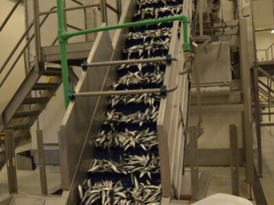 Riba ulovljena u Jadranu, smrzava se u Benkovcu i izvozi u Španjolsku