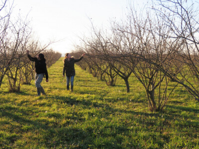 Od stablašica prelaze na grmoliki uzgojni oblik Od stablašica prelaze na grmoliki uzgojni oblik