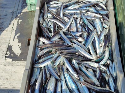 Ribarska zadruga Adria