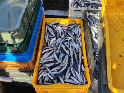 Ribarska zadruga Adria