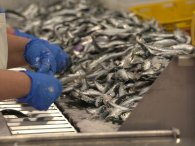 Ribarska zadruga Omega 3