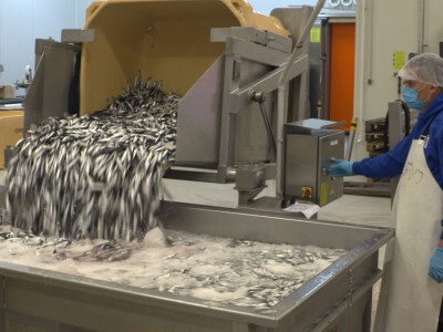 Ribarska zadruga Omega 3