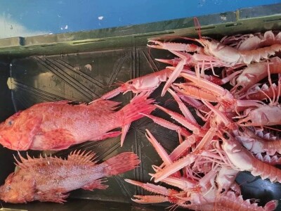 Ribarstvo u doba korone