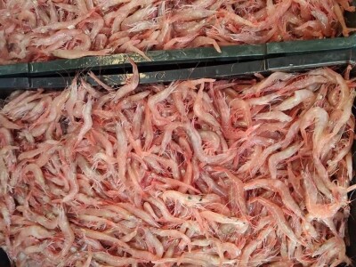 Ribarstvo u doba korone