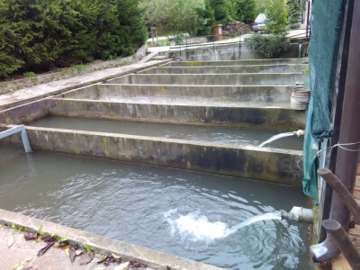 Proširio posao s ribama - nudi i dimljenu pastrmku! Proširio posao s ribama - nudi i dimljenu pastrmku!