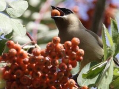 Sa terena - šteta na voću