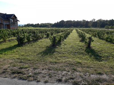 plantaza-jakupovic13