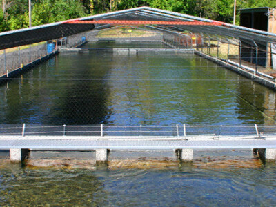 Ribnjak - problem sa kormoranima