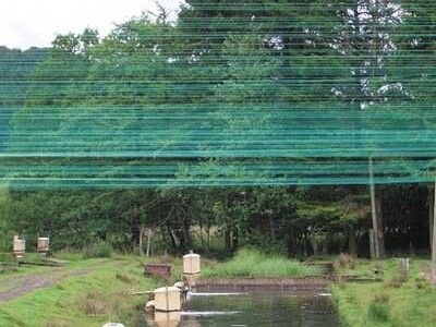 Ribnjak - problem sa kormoranima