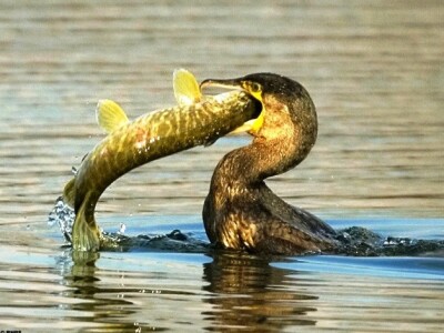 Ribnjak - problem sa kormoranima