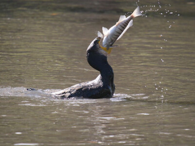 Ribnjak - problem sa kormoranima