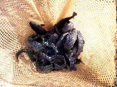 Ribnjak u vlasništvu petnaestočlane porodice