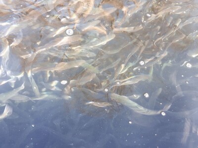 Ribnjak u vlasništvu petnaestočlane porodice