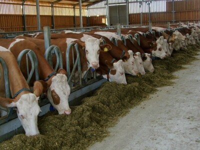 Rijetki primjeri takvih muznih krava na vezu u farmi