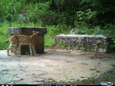 Ris Doru ispušten u NP Risnjak