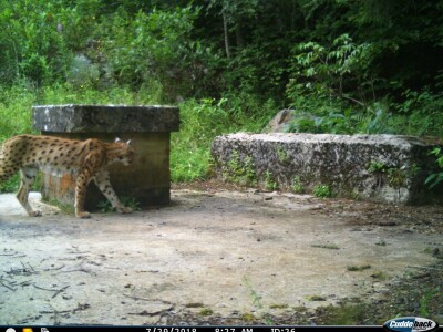Ris Doru ispušten u NP Risnjak