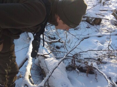 Ris Doru ispušten u NP Risnjak