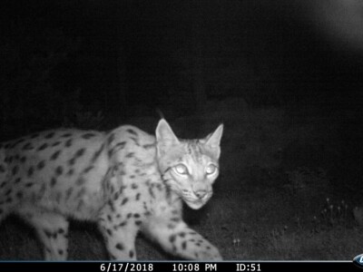 Ris Doru ispušten u NP Risnjak