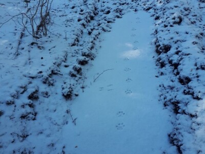 Ris Doru ispušten u NP Risnjak