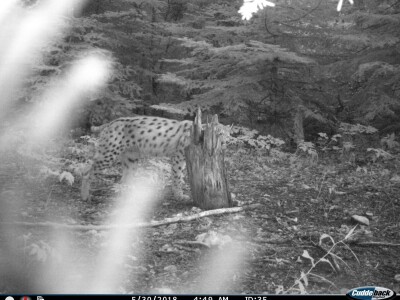 Ris Doru ispušten u NP Risnjak