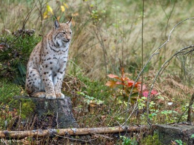 Ris Doru ispušten u NP Risnjak