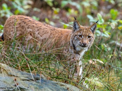 Ris Doru ispušten u NP Risnjak