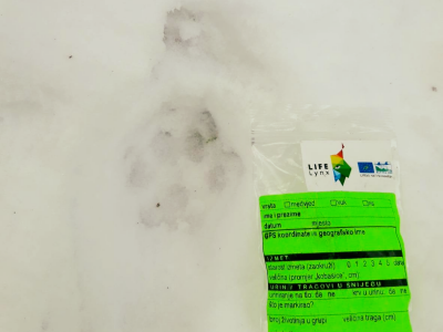 Ris Doru ispušten u NP Risnjak