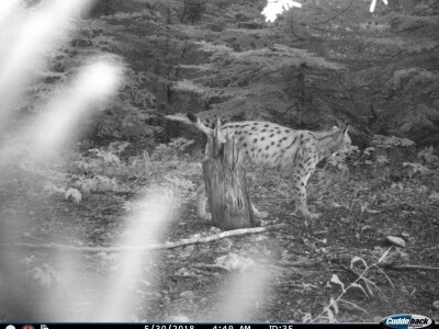 Ris Doru ispušten u NP Risnjak