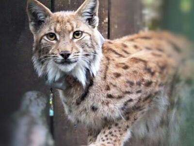 Ris Doru ispušten u NP Risnjak